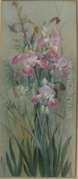 Irises - view 1