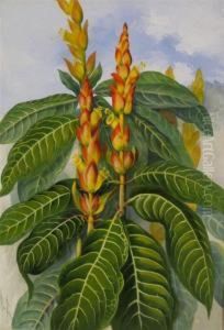 Aphelandra Squarrosa, Zebra Plant Or Saphron Spike by Marian Ellis Rowan