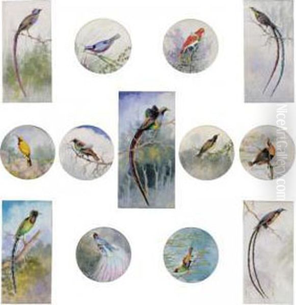 Birds Of Paradise, New Guinea - view 1