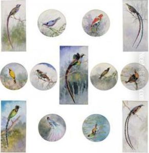 Birds Of Paradise, New Guinea