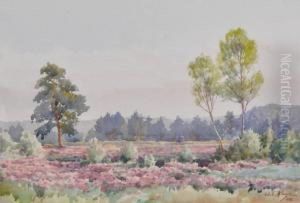 Extensive Landscape