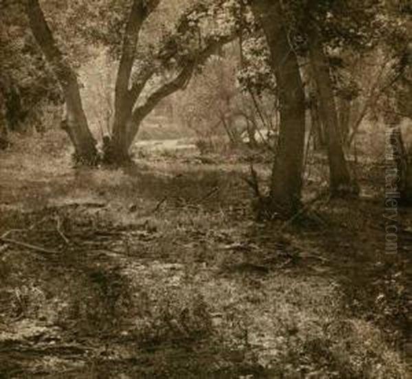 Clearing In Woods - view 1