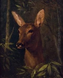 Head Of A Deer by Claude Charles Rudhart