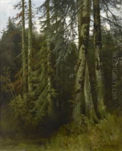 Waldinneres Mit Fichten Waldinneres Mit Fichten