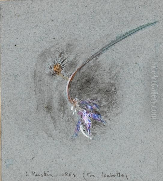 Wild Scabious - view 1