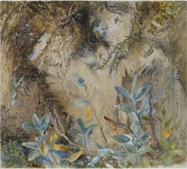 Study Of Plants, Mosses And Ferns - view 1