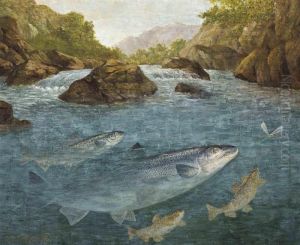 Sea-trout, Brown Trout And A Salmon Rising For A Dragonfly