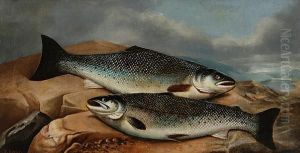 A Brace Of Salmon On A Rock