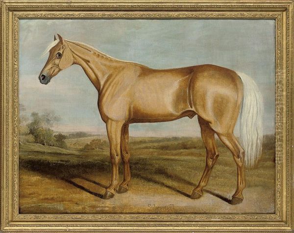 The Racehorse Silvertail Standing In An Extensive Landscape - view 1