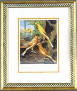 The Illustrated Book Of Canaries And Cage-birds, British Andforeign: Twelve Plates The Illustrated Book Of Canaries And Cage-birds, British Andforeign: Twelve Plates