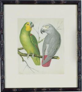 The Illustrated Book Of Canaries And Cage-birds, British Andforeign: Six Plates