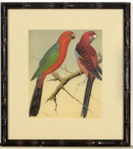 The Illustrated Book Of Canaries And Cage-birds, British And Foreign: Six Plates The Illustrated Book Of Canaries And Cage-birds, British And Foreign: Six Plates
