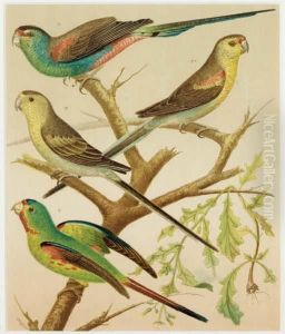 The Illustrated Book Of Canaries And Cage-birds, British And Foreign: Six Plates The Illustrated Book Of Canaries And Cage-birds, British And Foreign: Six Plates