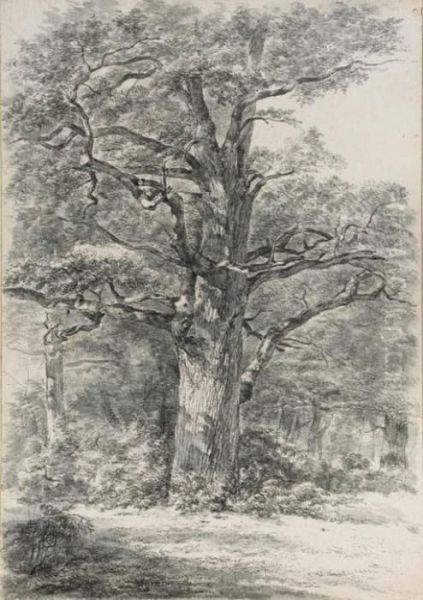A Tree In A Wood - view 1