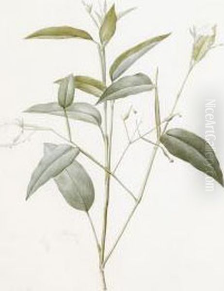 Maranta Arundinacea "arrowroot" - view 1
