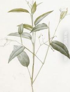 Maranta Arundinacea "arrowroot" by Hubert Saget