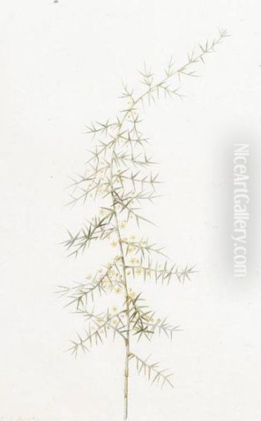 Asparagus Horridus - view 1