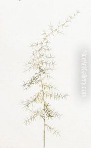 Asparagus Horridus by Hubert Saget