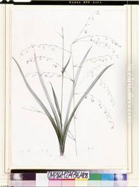 Anthericum Milleflorum - view 1