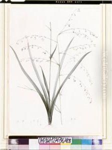 Anthericum Milleflorum by Hubert Saget