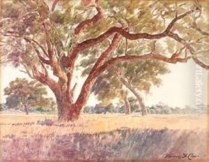 San Marino Oaks