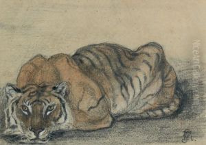 Etude De Tigre Allonge