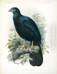 Biologia Centrali-americana ... Aves. by Osbert Salvin