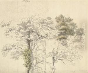 Study For A Tree, Possibly At Virginia Water by Thomas Sandby