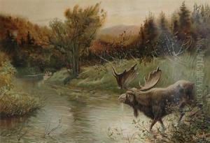 [moose Surprised] Chromolithograph. by Henry John Sandham