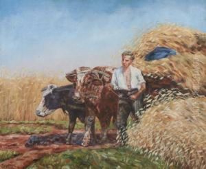 Man With Team Of Oxen In Hay Field