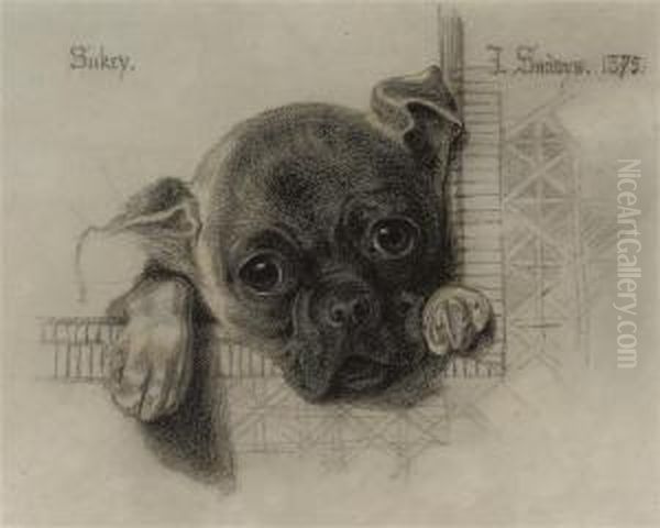 A Study Of 'sukey', A Pug Puppy - view 1