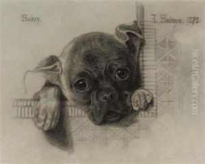 A Study Of 'sukey', A Pug Puppy by Frederick Sandys