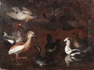 Studio Di Volatili: Uno Smergo, Unamarzaiola, Una Sgarza, Un Ibis Lucido E Anatre by Pietro Nieri Scacciati