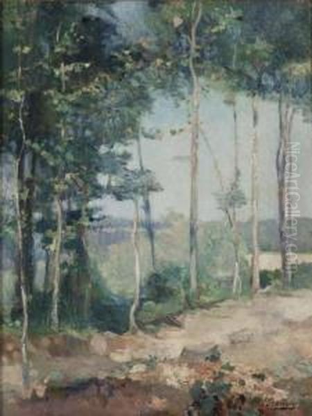 Sentiero Tra Gli Alberi - view 1