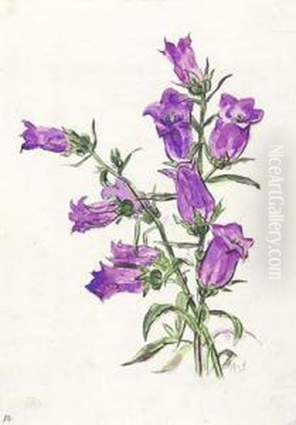 Glockenblume - view 1