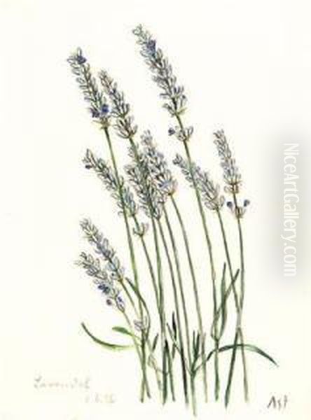 Lavendel - view 1