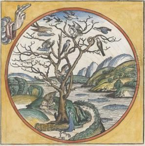 Die Erschaffung Der Vogel Und Fische