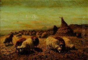 Berger Et Ses Moutons Pres Des Meules