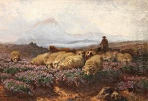 Les Moutons Dans La Bruyere