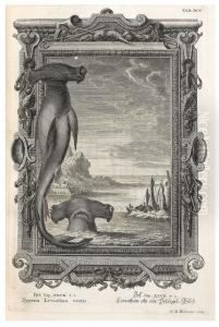 From The Library At Granhammar. by Johann Jakob Scheuchzer