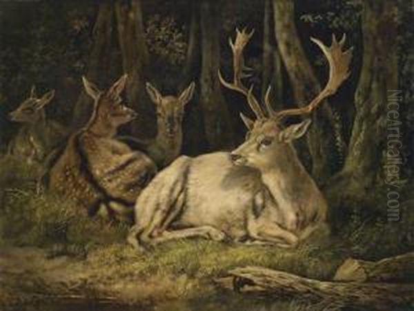 Fallow Deer - view 1