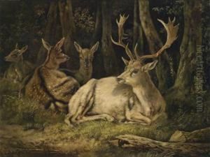Fallow Deer