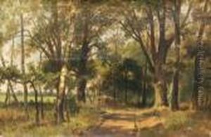 Sonnenbeschienener Waldweg Sonnenbeschienener Waldweg