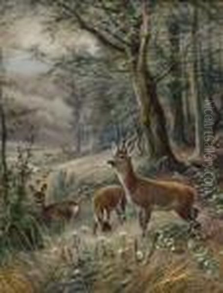 "rotwild In Derwaldlichtung" - view 1