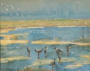 Shorebirds