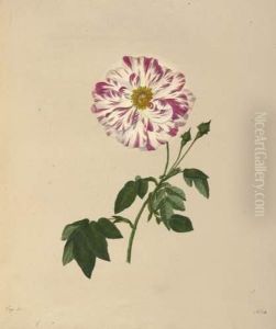 Die Rosen Nach Der Natur Gezeichnet Und Coloriert Mit Kurzen by Karl Gottlob Schonherr