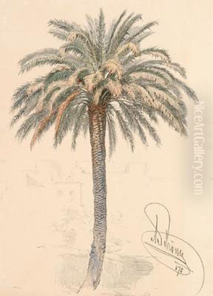 Palme - view 1