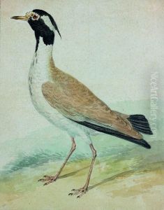 Pluvier Du Senegal by Aert Schouman