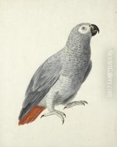 A Parrot by Aert Schouman