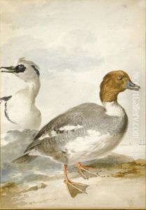 A Pair Of Smew A Pair Of Smew